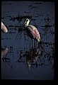 10612-00181-Ibis and Spoonbills-Roseate Spoonbill.jpg