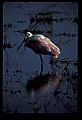 10612-00183-Ibis and Spoonbills-Roseate Spoonbill.jpg