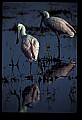 10612-00184-Ibis and Spoonbills-Roseate Spoonbill.jpg