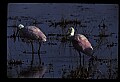10612-00185-Ibis and Spoonbills-Roseate Spoonbill.jpg