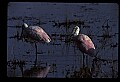 10612-00186-Ibis and Spoonbills-Roseate Spoonbill.jpg