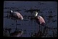 10612-00187-Ibis and Spoonbills-Roseate Spoonbill.jpg