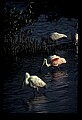 10612-00190-Ibis and Spoonbills-Roseate Spoonbill.jpg