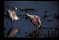 10612-00197-Ibis and Spoonbills-Roseate Spoonbill.jpg