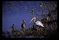 10612-00202-Ibis and Spoonbills-White Ibis.jpg