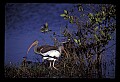 10612-00203-Ibis and Spoonbills-White Ibis.jpg