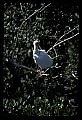 10612-00204-Ibis and Spoonbills-White Ibis.jpg