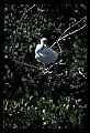 10612-00205-Ibis and Spoonbills-White Ibis.jpg