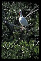 10612-00206-Ibis and Spoonbills-White Ibis.jpg