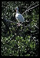 10612-00207-Ibis and Spoonbills-White Ibis.jpg