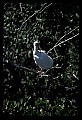 10612-00208-Ibis and Spoonbills-White Ibis.jpg