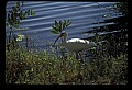 10612-00209-Ibis and Spoonbills-White Ibis.jpg