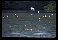 10612-00210-Ibis and Spoonbills-White Ibis.jpg