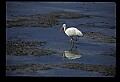 10612-00211-Ibis and Spoonbills-White Ibis.jpg