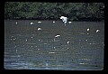 10612-00212-Ibis and Spoonbills-White Ibis.jpg