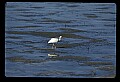 10612-00213-Ibis and Spoonbills-White Ibis.jpg