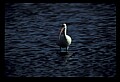 10612-00217-Ibis and Spoonbills-White Ibis.jpg