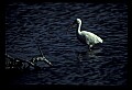10612-00219-Ibis and Spoonbills-White Ibis.jpg