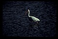 10612-00221-Ibis and Spoonbills-White Ibis.jpg