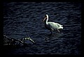 10612-00222-Ibis and Spoonbills-White Ibis.jpg