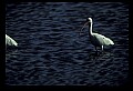 10612-00223-Ibis and Spoonbills-White Ibis.jpg