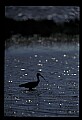10612-00225-Ibis and Spoonbills-Glossy Ibis.jpg