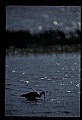 10612-00226-Ibis and Spoonbills-Glossy Ibis.jpg