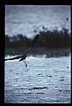 10612-00227-Ibis and Spoonbills-Glossy Ibis.jpg