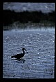 10612-00228-Ibis and Spoonbills-Glossy Ibis.jpg