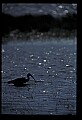 10612-00230-Ibis and Spoonbills-Glossy Ibis.jpg