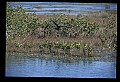 10612-00234-Ibis and Spoonbills-Glossy Ibis.jpg