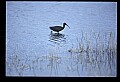 10612-00235-Ibis and Spoonbills-Glossy Ibis.jpg