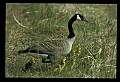 10650-00002-Geese, General-Canada Geese, Branta canadensis.jpg