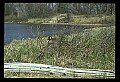 10650-00003-Geese, General-Canada Geese, Branta canadensis.jpg