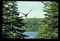 10650-00006-Geese, General-Canada Geese, Branta canadensis.jpg