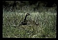 10650-00008-Geese, General-Canada Geese, Branta canadensis.jpg