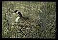 10650-00010-Geese, General-Canada Geese, Branta canadensis.jpg