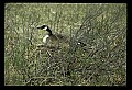 10650-00011-Geese, General-Canada Geese, Branta canadensis.jpg