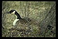 10650-00012-Geese, General-Canada Geese, Branta canadensis.jpg