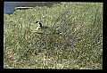 10650-00018-Geese, General-Canada Geese, Branta canadensis.jpg