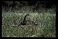 10650-00023-Geese, General-Canada Geese, Branta canadensis.jpg