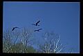 10650-00024-Geese, General-Canada Geese, Branta canadensis.jpg