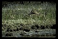 10650-00028-Geese, General-Canada Geese, Branta canadensis.jpg