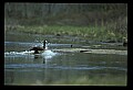10650-00037-Geese, General-Canada Geese, Branta canadensis.jpg