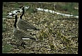 10650-00038-Geese, General-Canada Geese, Branta canadensis.jpg