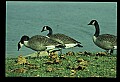 10650-00045-Geese, General-Canada Geese, Branta canadensis.jpg