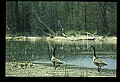10650-00051-Geese, General-Canada Geese, Branta canadensis.jpg