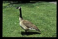10650-00052-Geese, General-Canada Geese, Branta canadensis.jpg