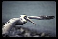 10665-00002-Pelicans, Cormorants and Anhingas-Brown Pelican.jpg