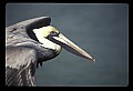 10665-00004-Pelicans, Cormorants and Anhingas-Brown Pelican.jpg
